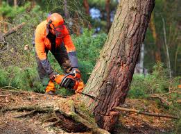 Best Tree Preservation Services  in Fanwood, NJ